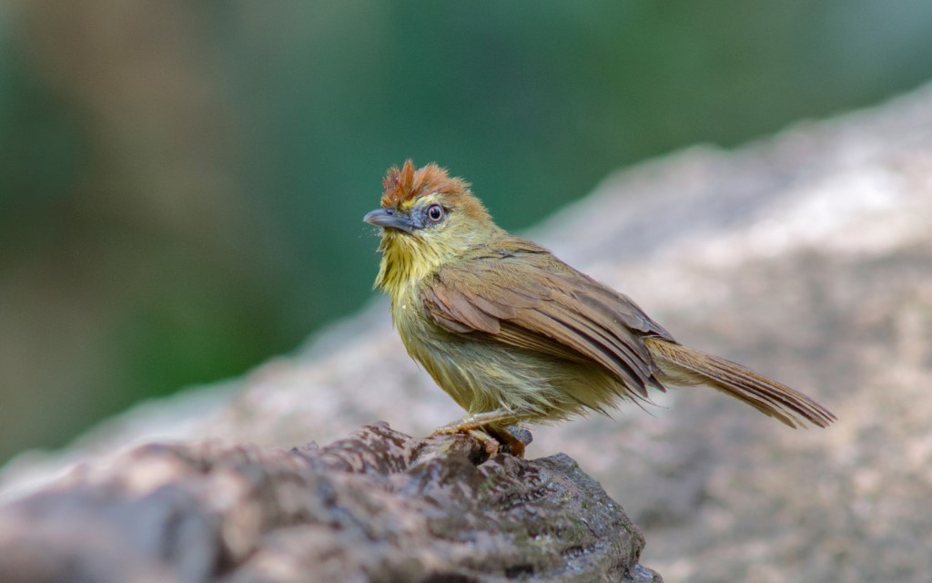 Perching Birds